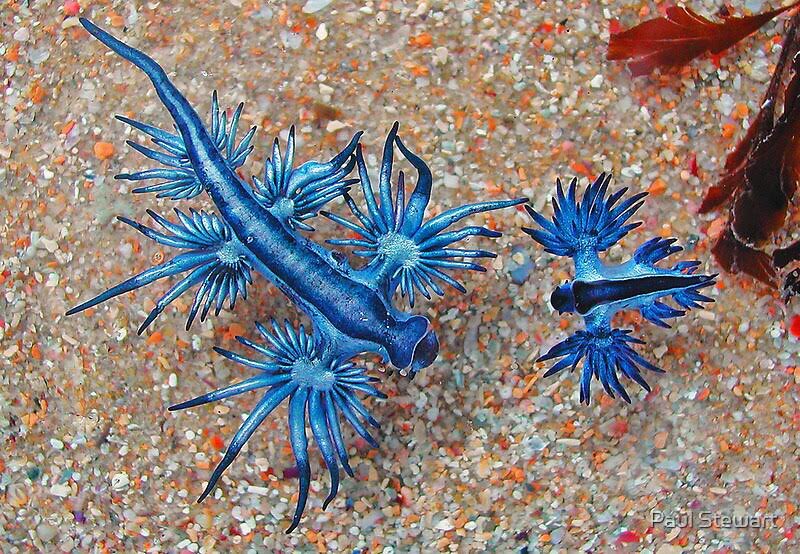 toronto maple leafs as glaucus atlanticus