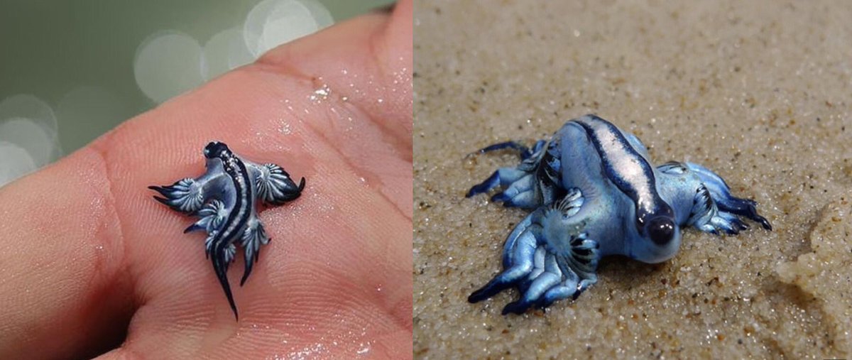 toronto maple leafs as glaucus atlanticus
