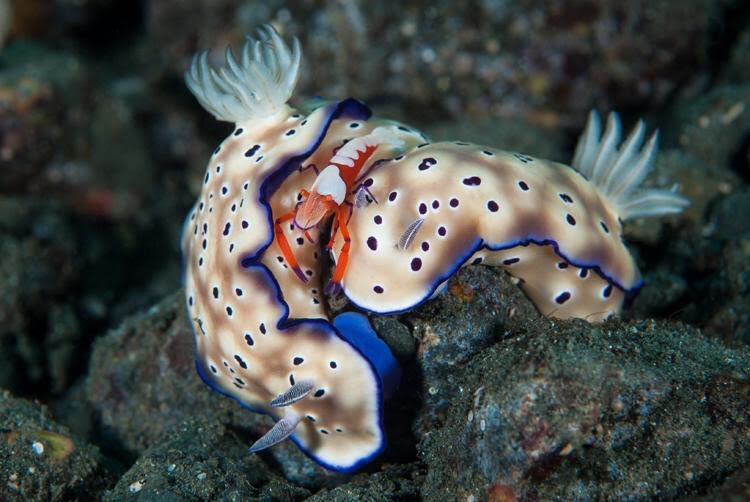 winnipeg jets as hypselodoris tryoni