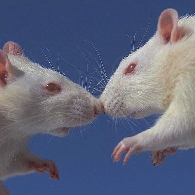 с новым годом, малышки. ♥️