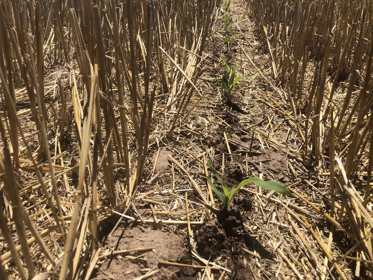 Año Nuevo, cultivo nuevo. Maíz de segunda naciendo #dk6910