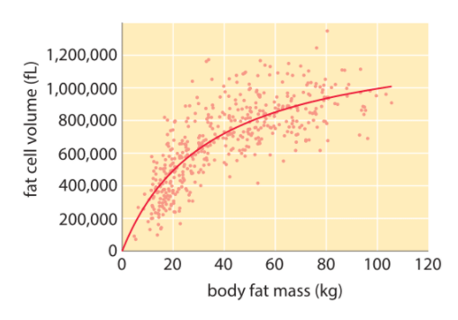 25. Our fat cells get bigger as we do! Isn't that cool? Though the relationship is certainly not linear. Why does the curve have the shape it does?