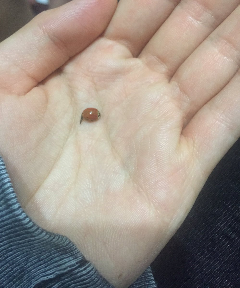 Yılın uğur böceği bize gelmiş. Ama biri üstüne oturup ezmiş:(((