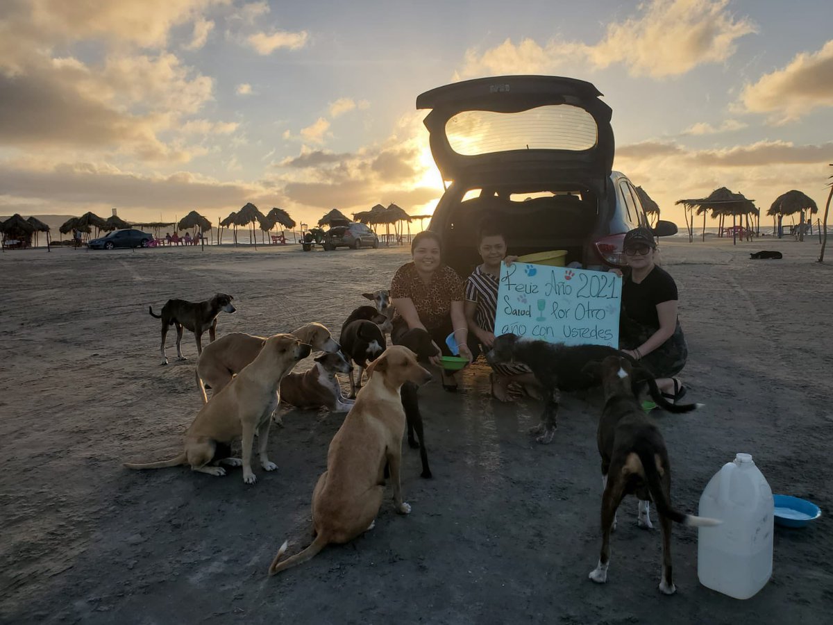 Desde lo más profundo de nuestros corazones, les deseamos que todos sus propósitos y anhelos tengan éxito! 😍🙏❤️🥰 Feliz 2021! Gracias por el apoyo! Esperamos este nuevo año seguir repartiendo amor a todos nuestros callejeritos 🥰❤️