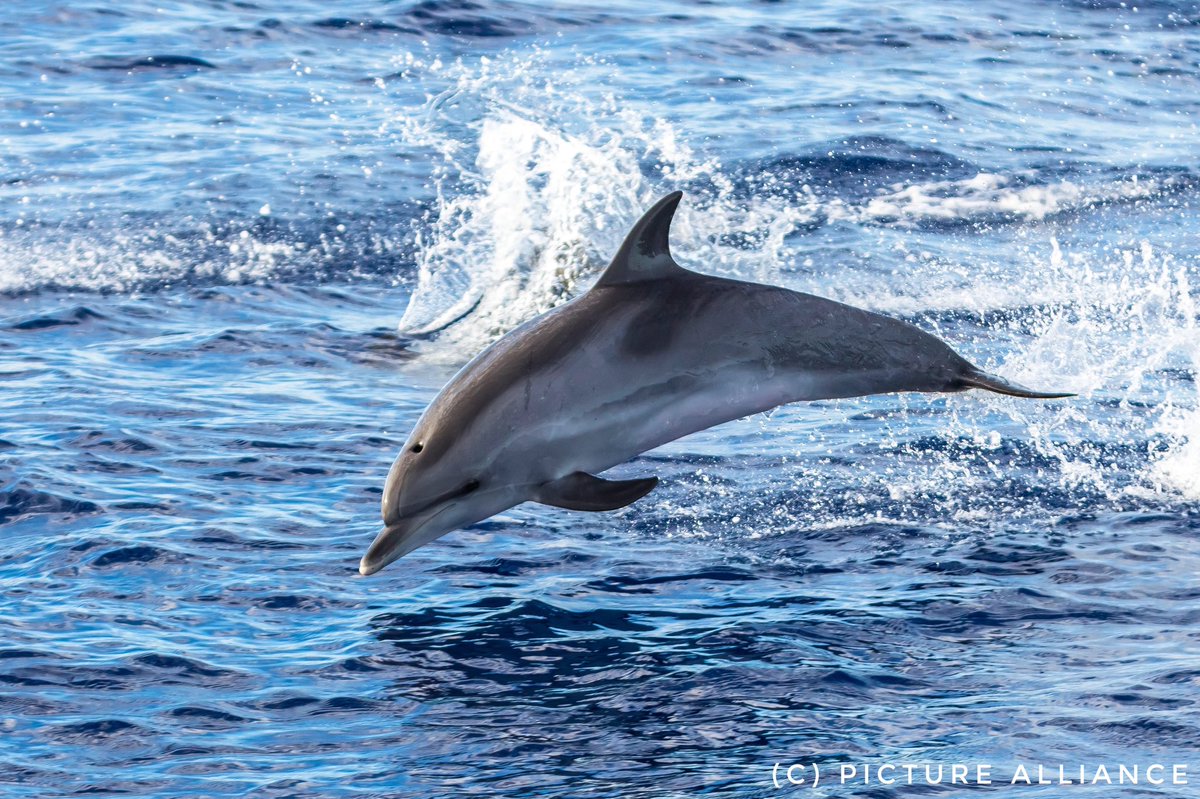 SFischer_EU's tweet photo. So Long, and Thanks for All the Fish! #HappyNewYear2021! https://t.co/CF9Gpj2YlN