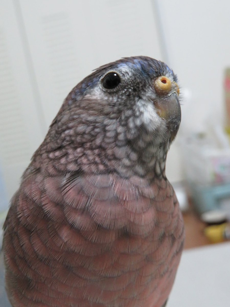 むぎ アキクサインコ Happy New Year 年はおいもちゃんをお迎えして賑やかな一年でした 21年もよろしくお願いします アキクサインコ アキクサインコノーマル アキクサインコローズ