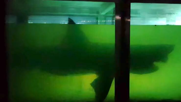 ホルマリン漬けシャーク(サメ)