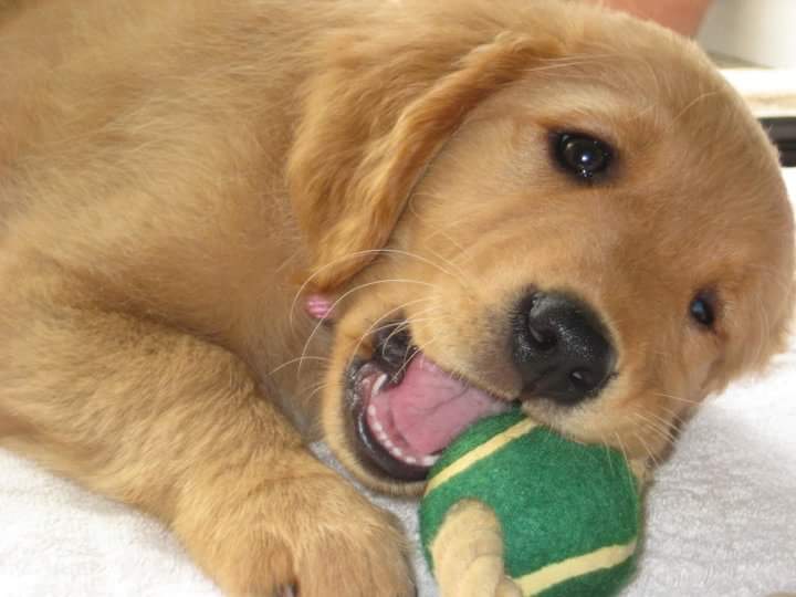 BoswellGinny's tweet photo. @GoldenRosco Wink at about 9 weeks! #pupperdog https://t.co/IH2r9utEBJ