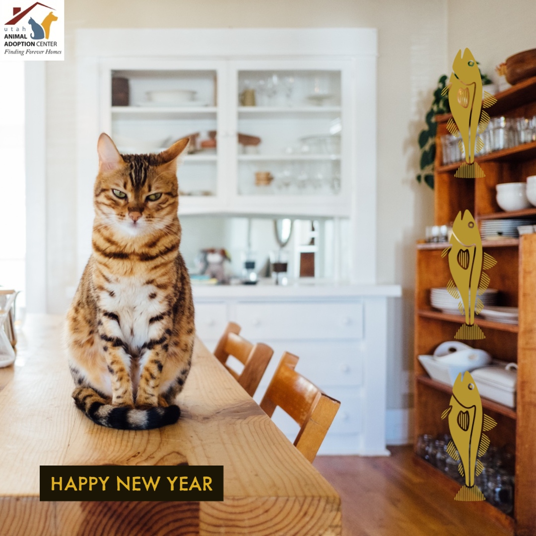 We could use some wet food for our kitties. Help us start the new year off with some full tummies! 

chewy.com/b/variety-pack…
Ship to: 
1955 North Redwood Road, Salt Lake City, UT 84116