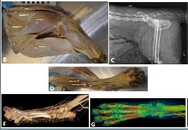 heatherfsmith's tweet photo. Attendees of @SICB_, check out my team's asynchronous presentations on functional morphology of snow leopard and African wild dog limbs #SICB2021 #anatomy - with @DrBethTownsend, @AriPaleoLab, @BrentMwu, @KRManfredi https://t.co/ERsJ1hXDH2