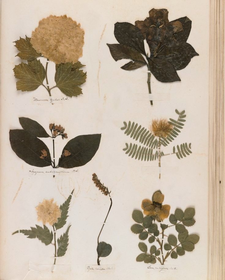 Гербарий листья деревьев. Название растения леса для гербария. Сложные листья гербарий. Литвенец гербарий листа. Фон для гербария.