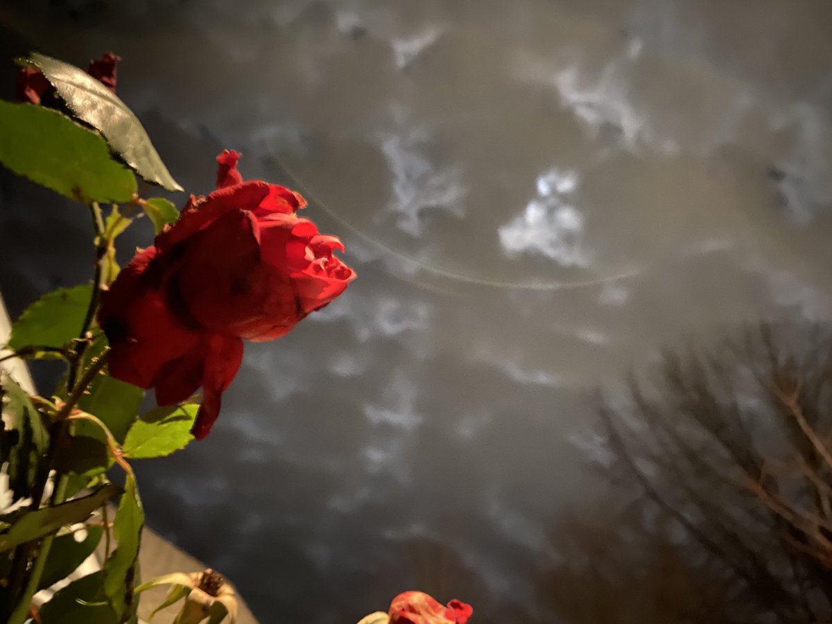 MDReeb's tweet photo. This was a little while ago but I really like how the rose bush produced this year and held on to the last possible moment... #coldrose https://t.co/efLbW6rccx