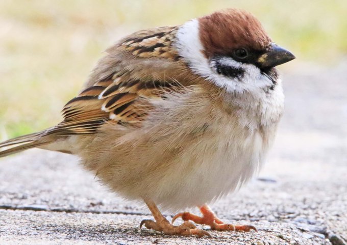 ふくらすずめのtwitterイラスト検索結果