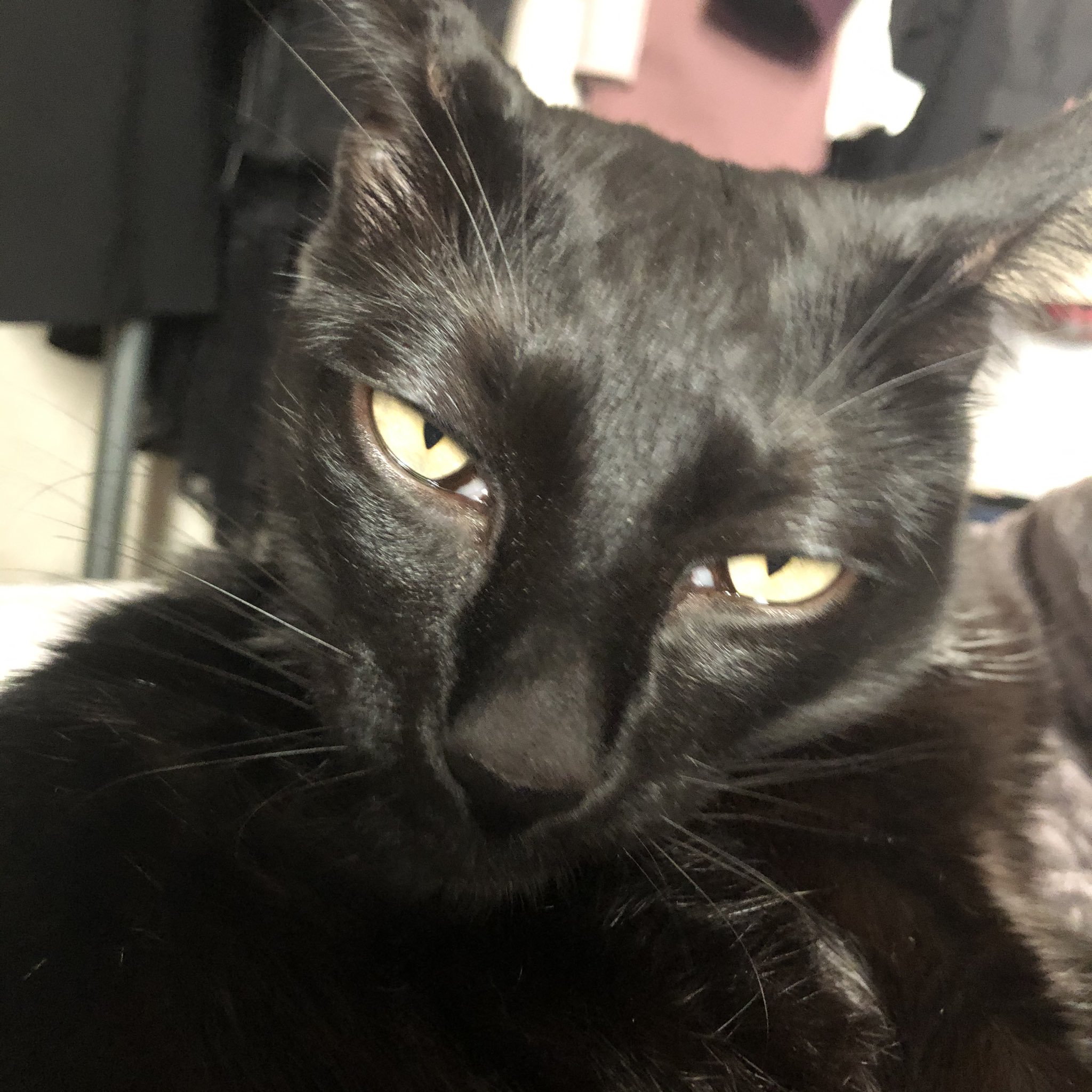 黒猫のリヴァイ 毛づくろいしてるだけなのに イケメン過ぎる猫 イケメン 猫 黒猫 オリエンタルショートヘアー T Co Eeextkdh2o Twitter 黒猫のリヴァイ 毛づくろいしてるだけなのに イケメン過ぎる猫 イケメン 猫 黒猫 オリエンタルショートヘアー T Co Eeextkdh2o Twitter