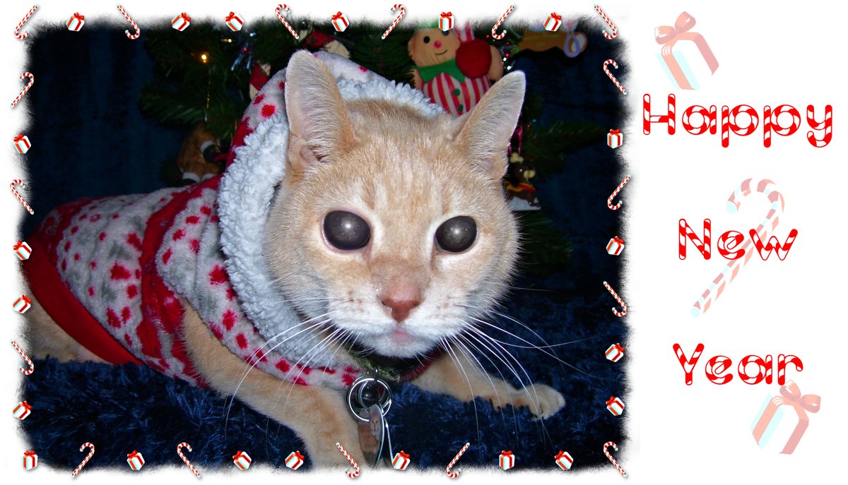 BobKatLittleCub's tweet photo. The entire LittleCub Tribe wish you all a Happy New Year! 🌟May 2021 shine bright!🌟
~Leonardo Lion LittleCub~ 
🎊✨🎉🎊✨🎉🎊✨🎉🎊✨🎉🎊✨🎉🎊✨🎉🎊✨
Please Retweet! #Cats #CatsOfTwitter #CatsOfIntstagram [the.littlecub.cats] #LittleCubCats #CalicoCrew #Furriday #NewYearsDay https://t.co/M6dh7IYMGY