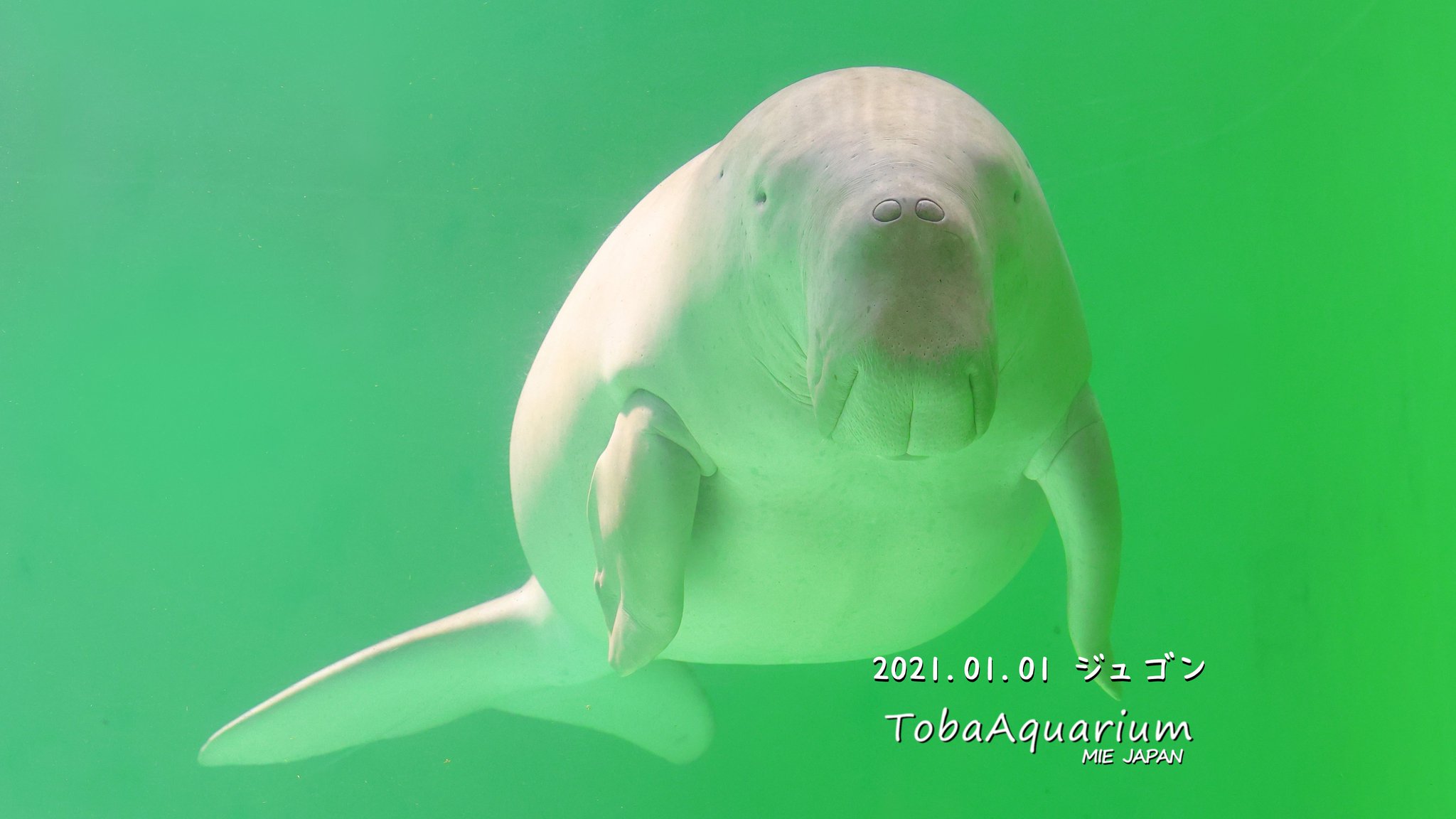 ジュゴンとマナティー : 海牛類の生態と保全 2_f7948854-d9d1-418f-9e66-