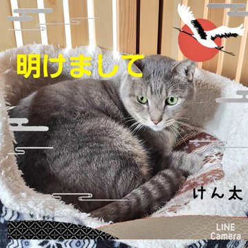 保護猫カフェあすなろ 兵庫にある猫カフェ 子猫のへや