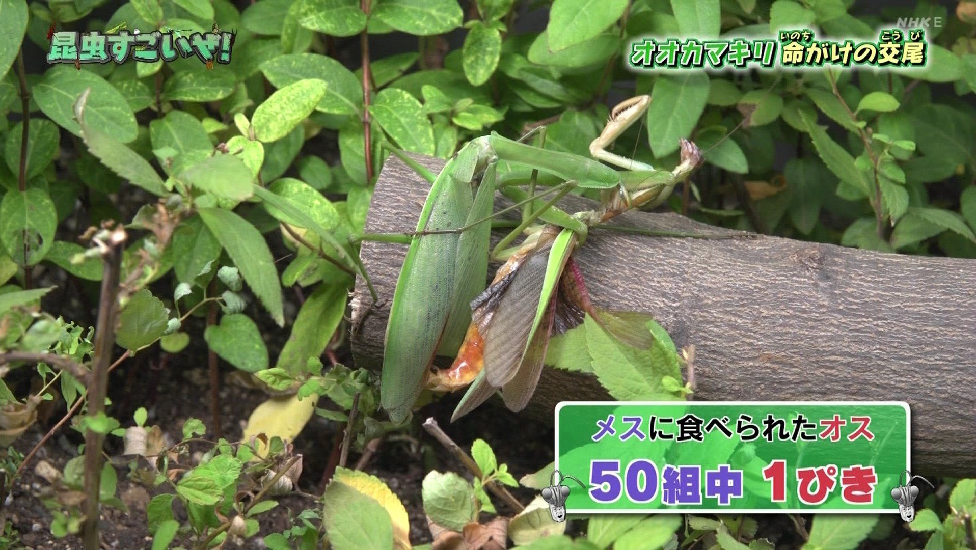 直翅類 Jp 公式 カマキリのオスは交尾の後にメスに食べられる という通説がありますが それは運が悪かっただけです 実際には襲われずに生き延びて 次の交尾に備えます かつて カマキリのかあちゃん を流し 通説を広めたeテレとしては大きな