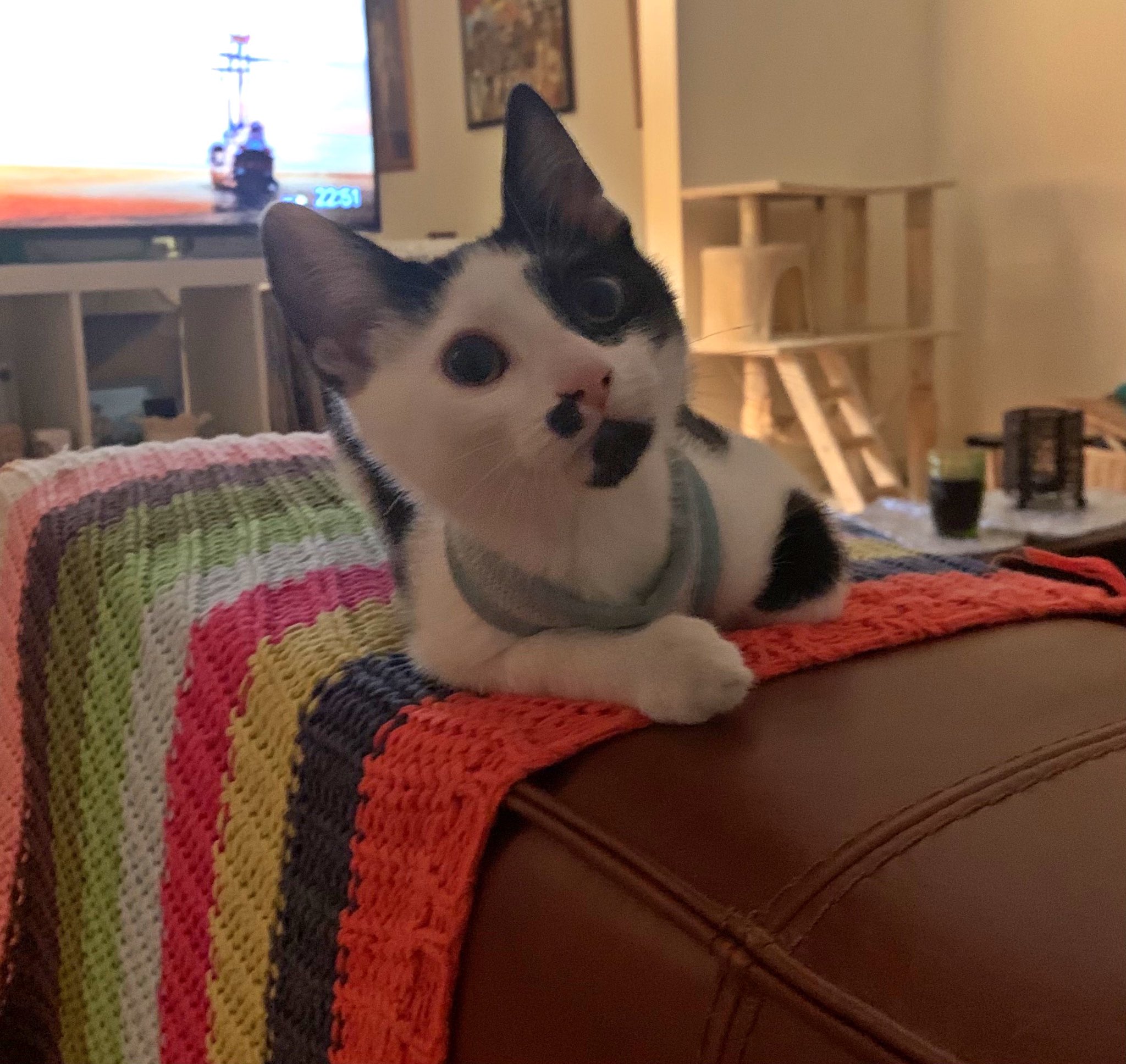 Wherever you are, whenever it ticks around, I hope you have the best new year you can. Hang on in there. Here’s a picture of a little twelve week old friend I met last night. https://t.co/J2gUgy78x0