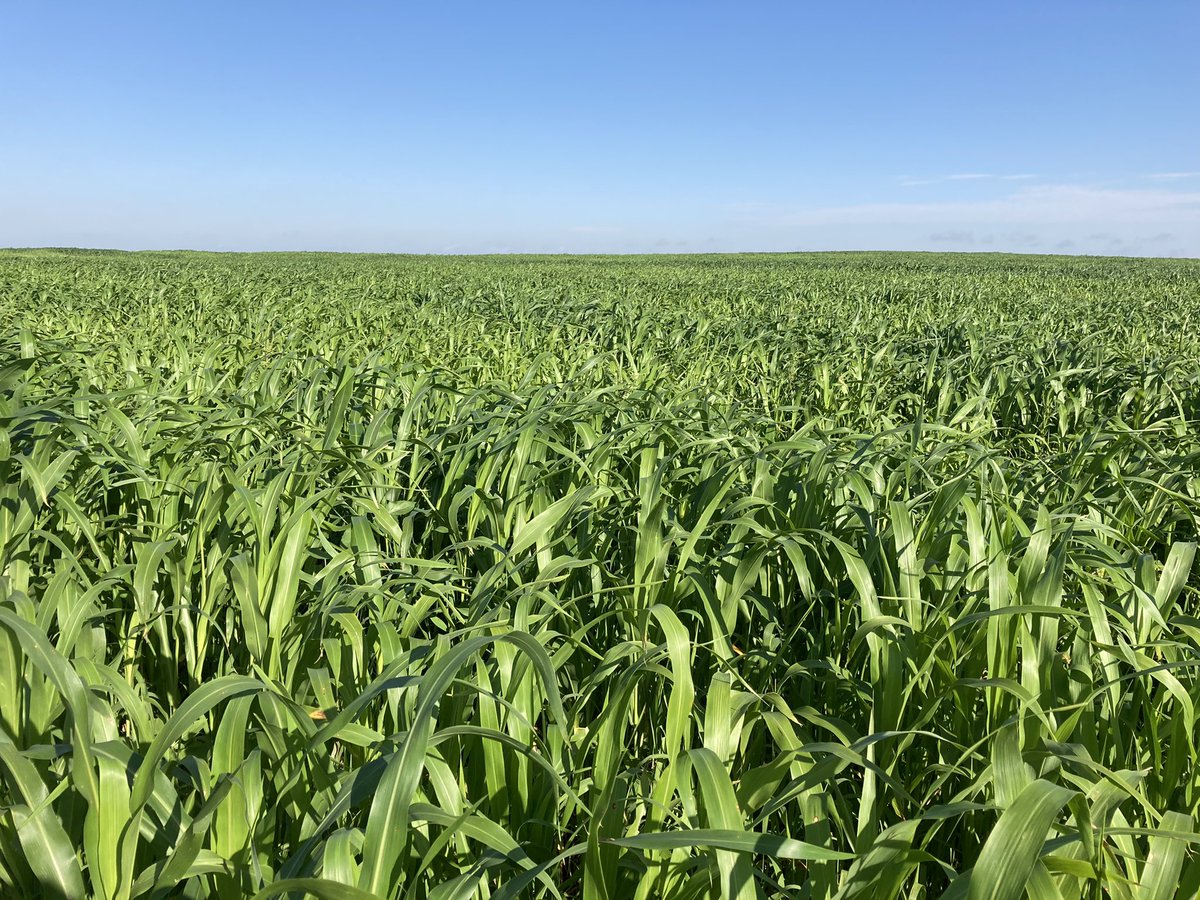 SWKSAgronomy's tweet photo. In 2020, I got to travel across central and western #Kansas collecting soil samples and meeting interesting and enthusiastic producers all interested in #buildingsoilhealth on their farms. 2020 wasn’t great, but it certainly had its high points!! Now I’m looking forward to 2021!! https://t.co/ZJ8ylMbKzO