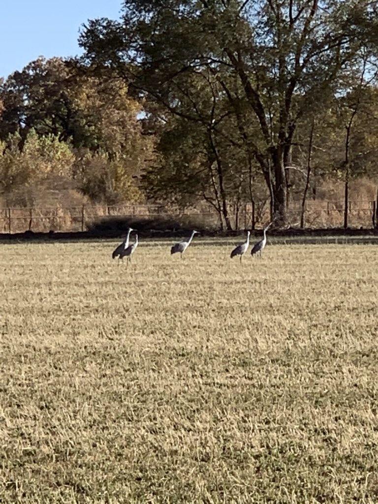Took my girls down to the old house for a walk along to ditch and we came across these guys. Miss the cranes and Canadian geese in the back field. <a href="/Kenneth_Zone2/">Kenneth salazar</a> <a href="/SalazarAPSz2/">APSSalazar</a> #zone2steps