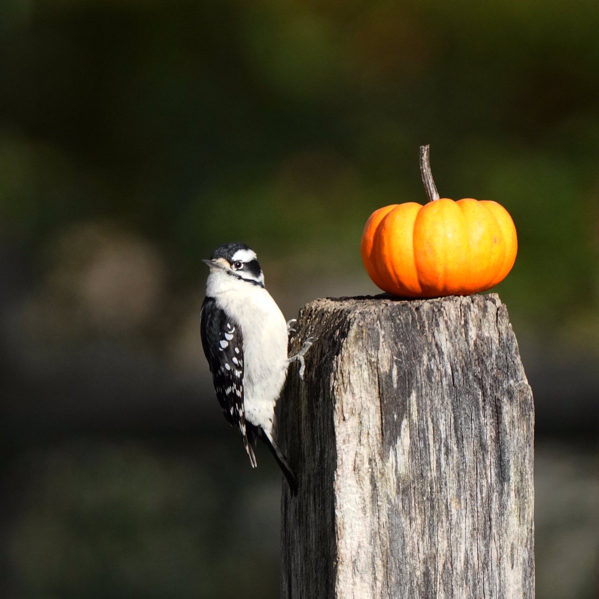 Good thing the pumpkin posed long enough for me to shoot the photo!
The female Downy was very cooperative as well haha.
#birdphotography #wildlifephotography #downywoodpecker #downywoodpeckers #downylovers #pumpkin #pumpkins #pumpkinseason #pumpkineverything #birdphotographer