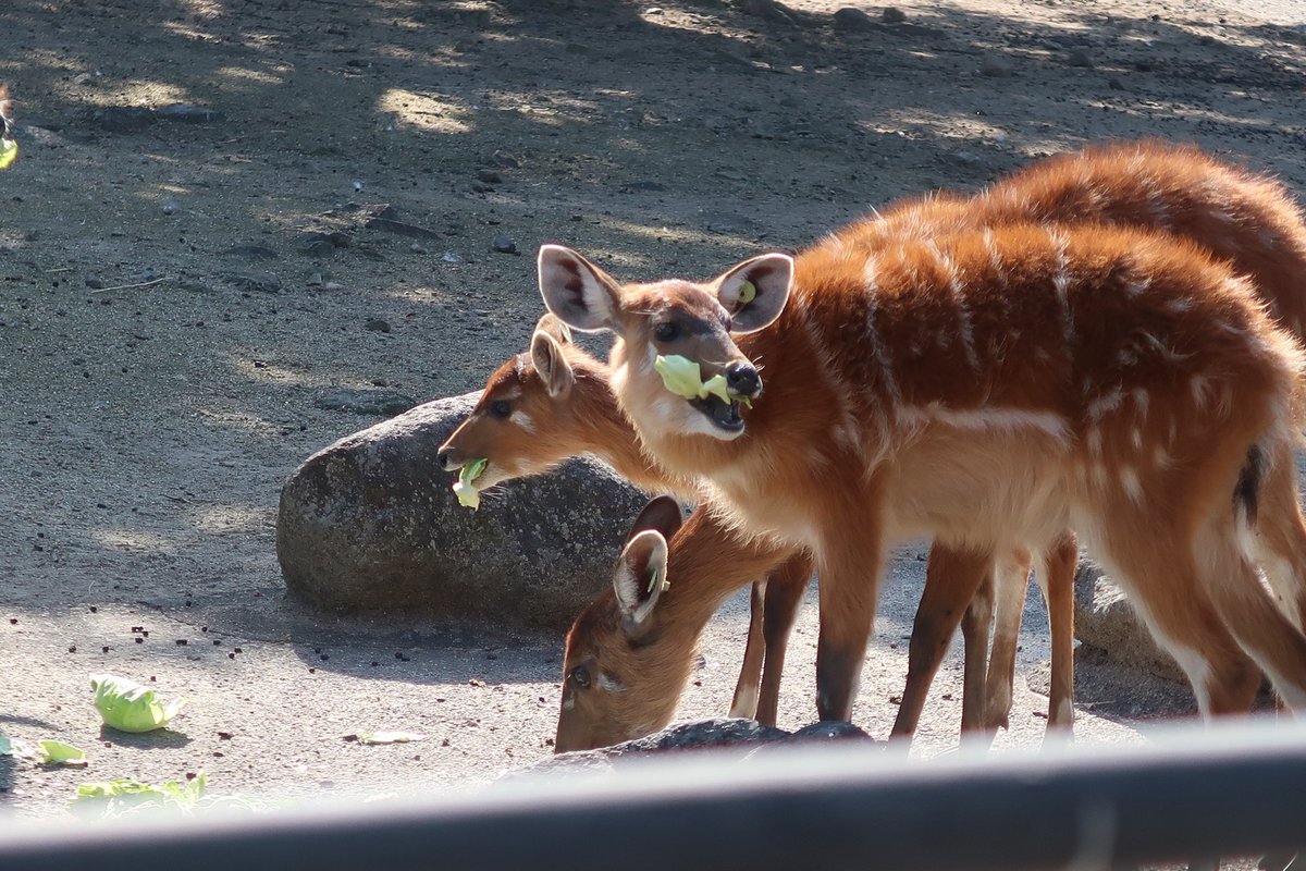 シタツンガ ウシ