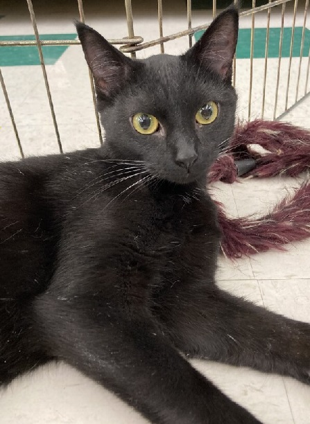 Citadel_IM's tweet photo. HAPPY NEW YEAR! On this terrific Fursday, we bring you a feline from @MagmuttsRescue 

Hello, I'm Allycat and I am a beautiful black cat. I love petting, playing, and people .. not necessarily in that order! https://t.co/ubIlcGiDzs