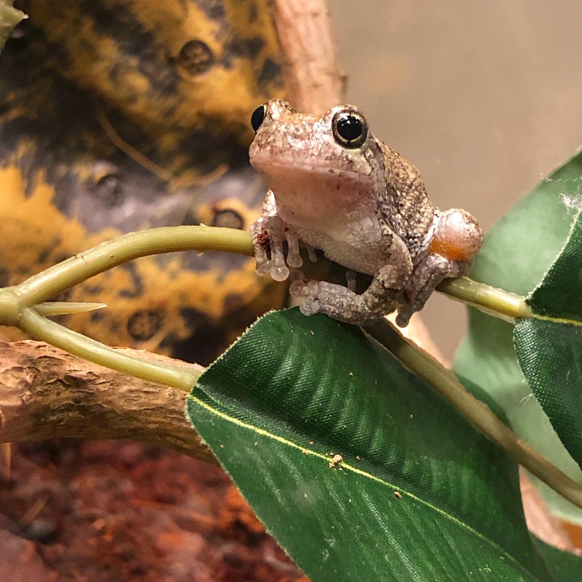 Hailey On Twitter The Only Cute Thing That Happened To Me In 2020 Was Accidentally Acquiring This Tiny Frog Happy Basement Frog