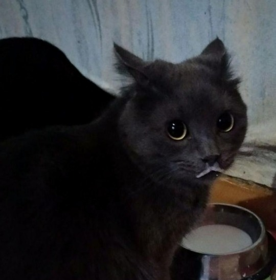 i know he drank a milk