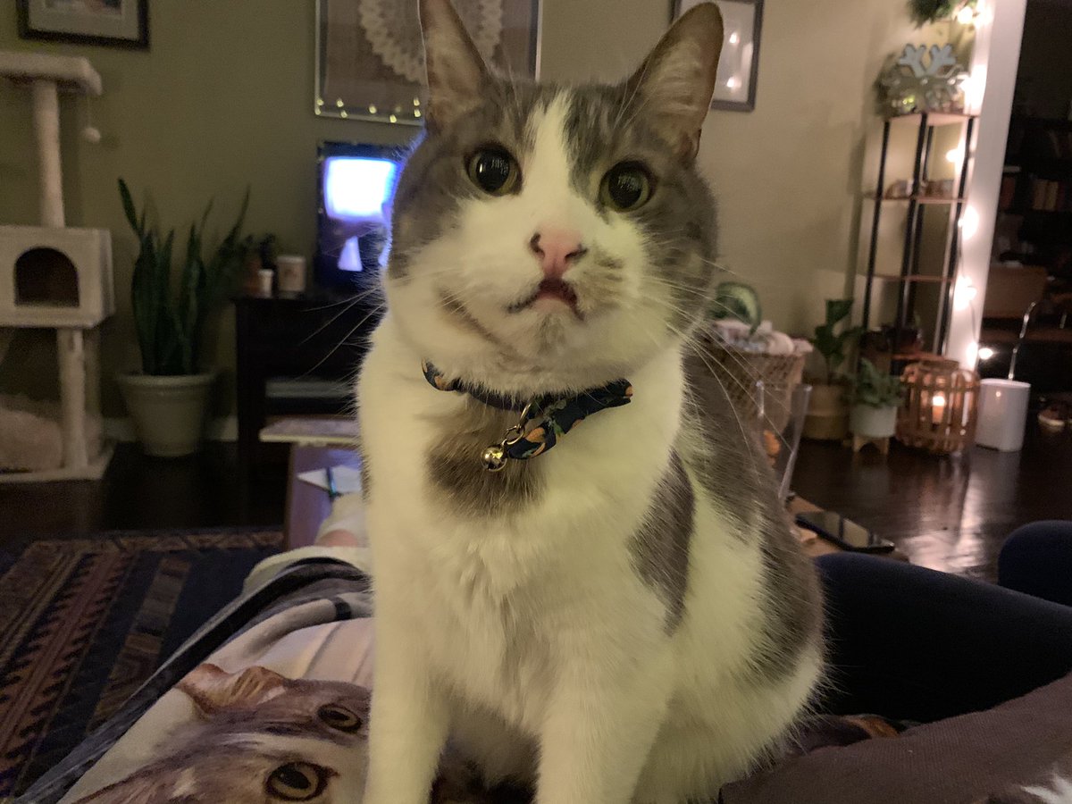 Happy New Year from Patchie Cat!