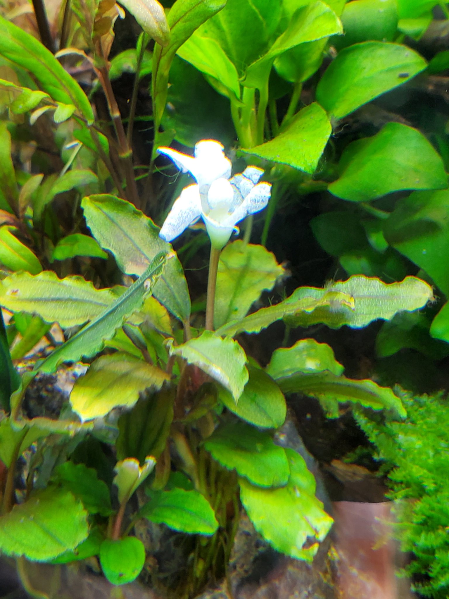 にゃだ 今見たらブセのお花が咲いてました 花びら食べられちゃってるけど これだけ残ってればまだいい方かな ブセファランドラの花が咲きました T Co Nrey9vrg43 Twitter