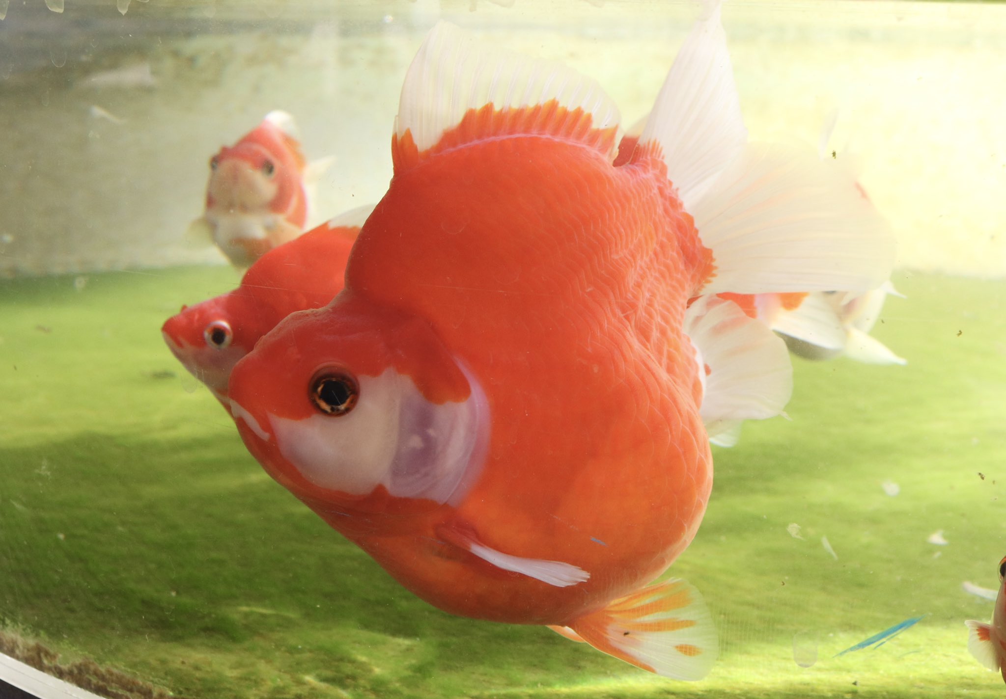 公式 アクアマリンふくしま お正月にあわせて 福を呼ぶ 福だるま の展示を始めました アクアマリンふくしま 金魚 水族館 T Co Qf8ua4rql0 Twitter