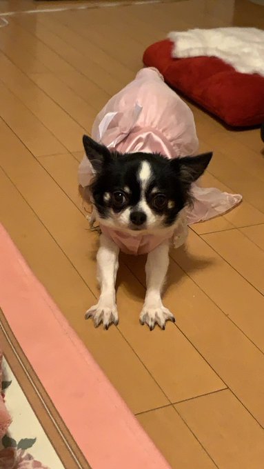 りくねえさん がハッシュタグ 北海道 をつけたツイート一覧 1 Whotwi グラフィカルtwitter分析 りくねえさん がハッシュタグ 北海道 をつけたツイート一覧 1 Whotwi グラフィカルtwitter分析
