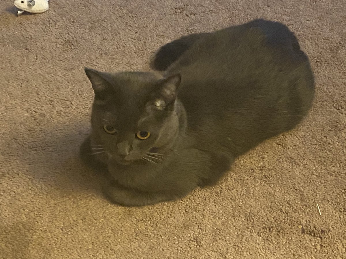 jgutierrez56's tweet photo. One final tweet for 2020. #CatsOfTwitter #lovethiskitty https://t.co/bG6yWSi7cf