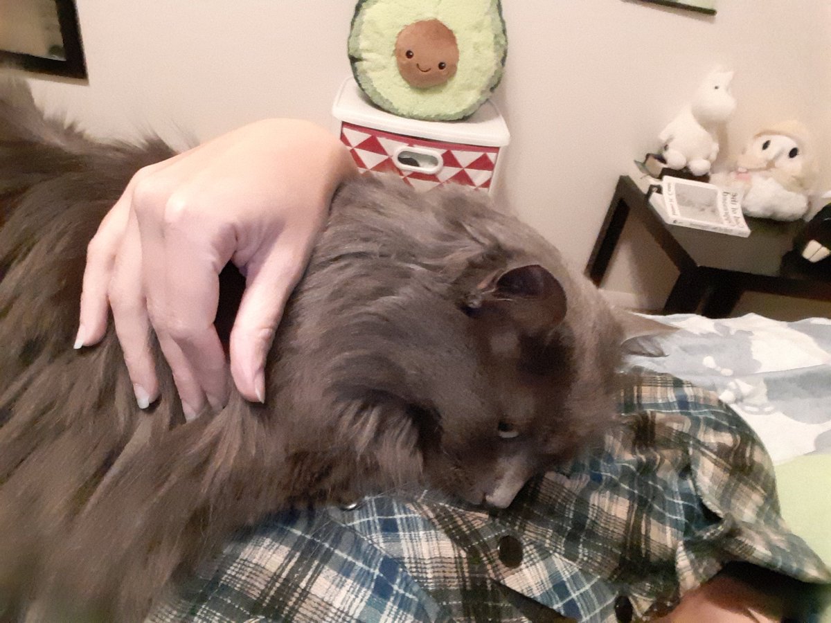 ZiggyWearsHats's tweet photo. Hari is resting up so she can protect her baby brother from fireworks later. #fearlessfeline #HappyNewYear2021 https://t.co/SKfAlLRntZ