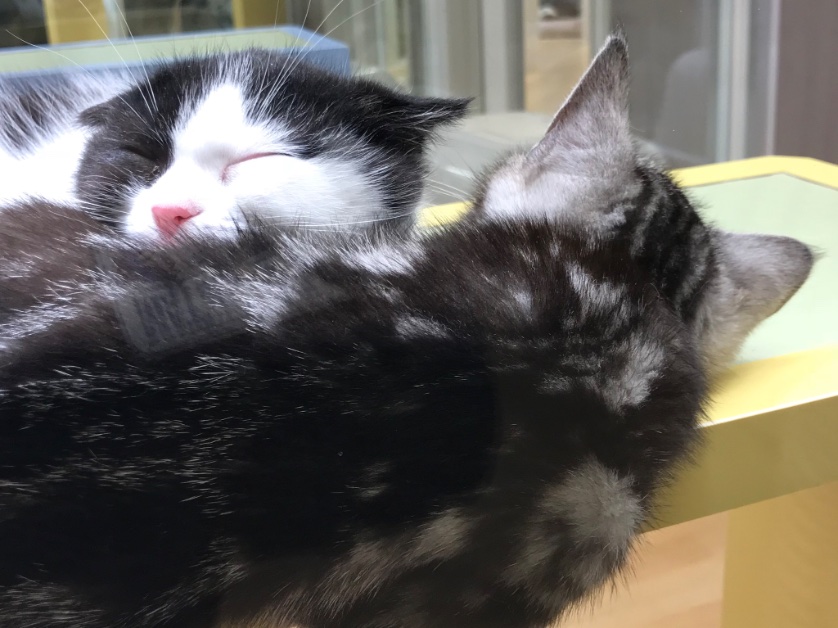 トリコビトのwata 某モゾにある ペットプラス の猫ちゃん達 スコティッシュフォールド 左 アメリカンショートヘア 右 エキゾチック スコティッシュフォールド サイベリアン ぬこって何でこんなに可愛いんだろね