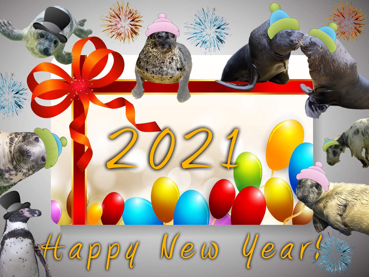 sealsanctuary (@sealrescue) on Twitter photo 
