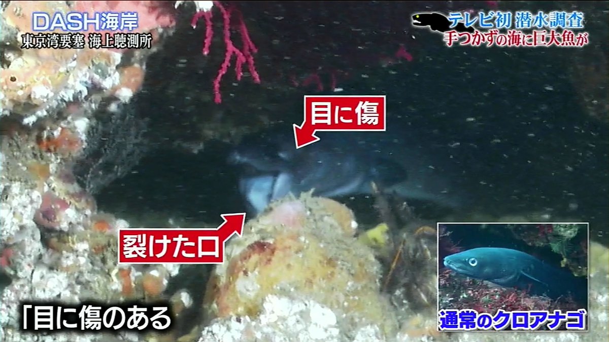 城島リーダーが特別な許可を得て国家の軍事機密エリアを戦後初めて潜水調査し歴史的映像を収める 鉄腕dash 4ページ目 Togetter