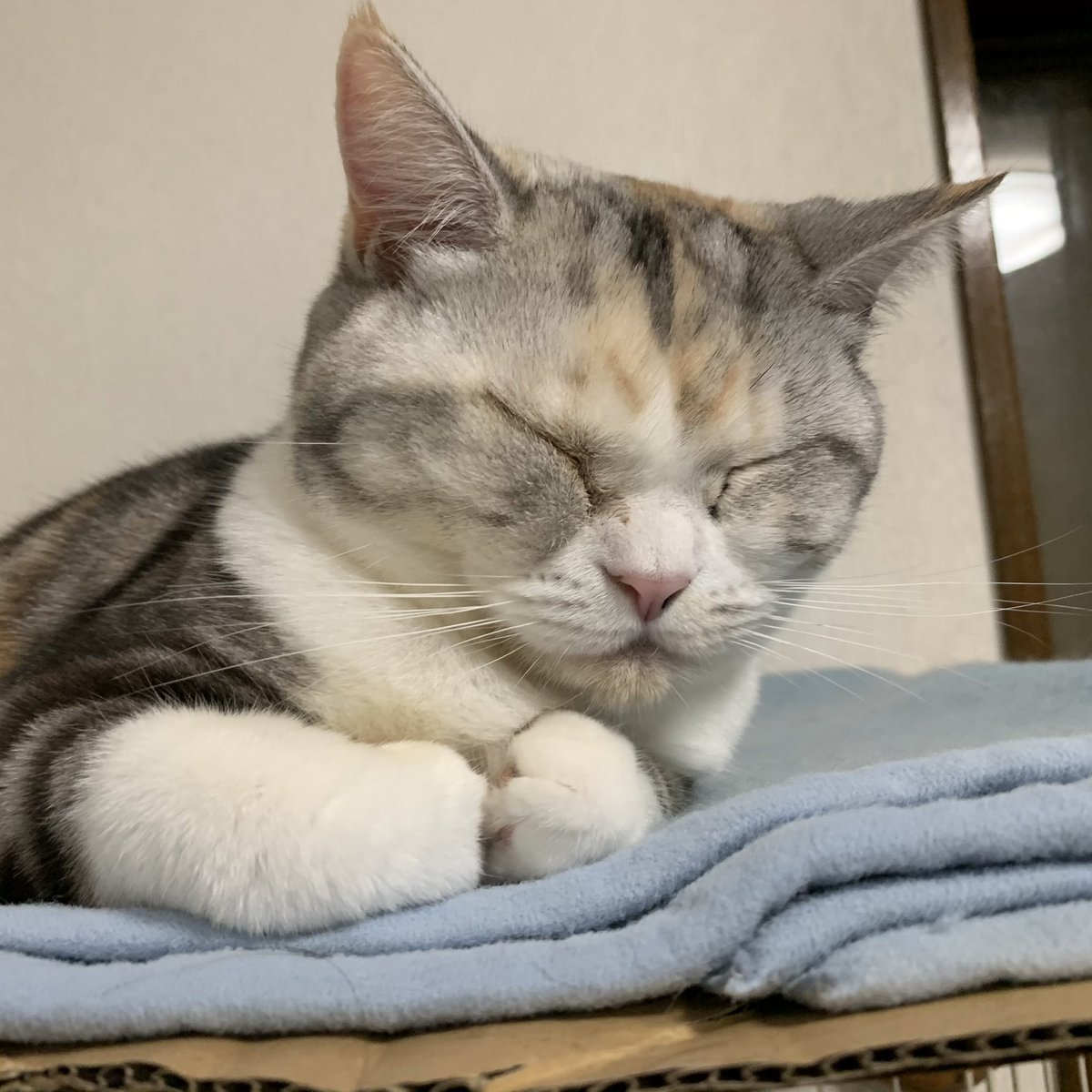 この子はグルーミングちゃんと出来てると思ってたのに
顎と口上に猫ニキビ出来てた...

めっちゃ汚い つらぁ(  ･᷄-･᷅ )
ご飯の後拭いてるけど 治るかなぁ(  ･᷄-･᷅ )