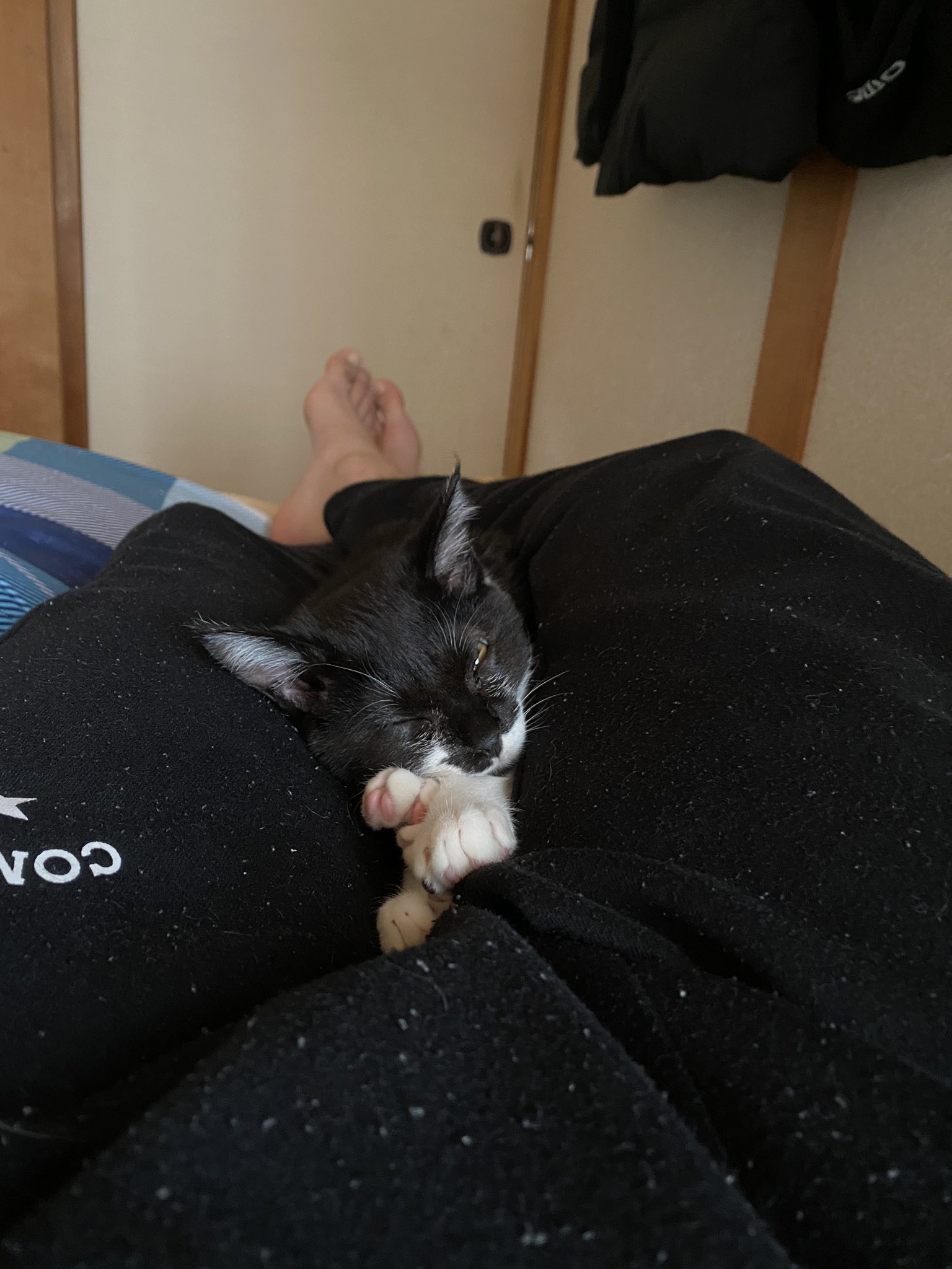 Msmk 猫とゴロゴロする休日 T Co Ijyl9uivqo Twitter