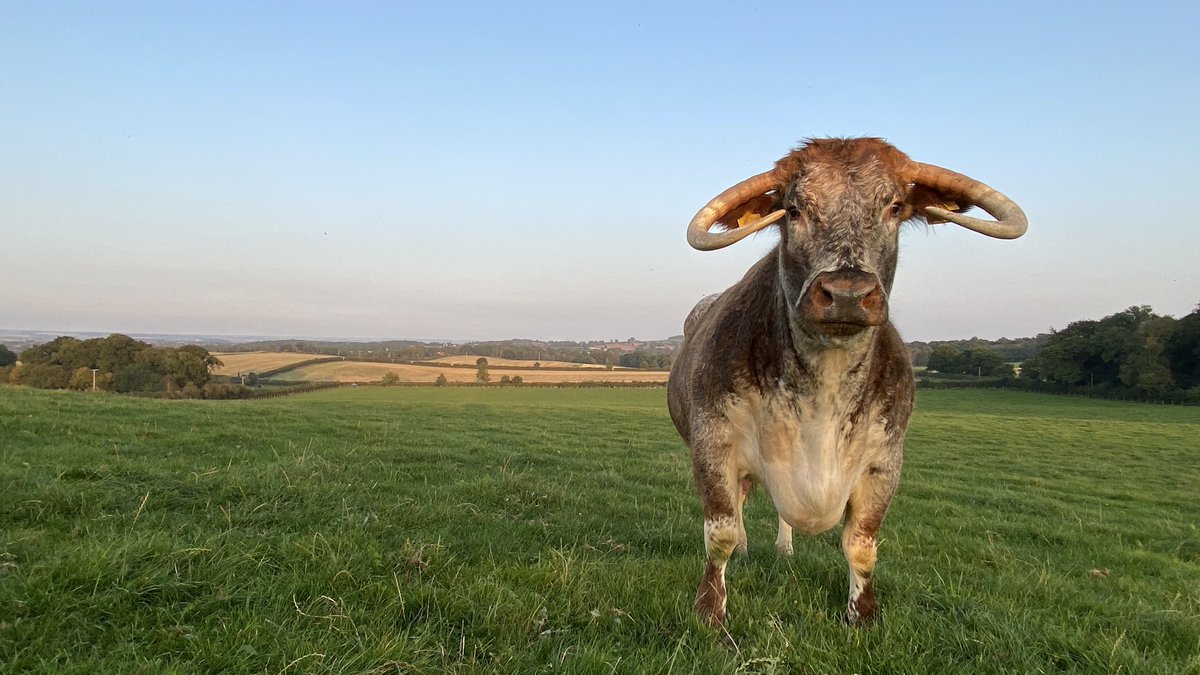 Throughout January, I’ll be making the positive case for  meat & dairy: please join me.The British public want to hear the great story we have to tell about our high quality, delicious & sustainable products   1/3