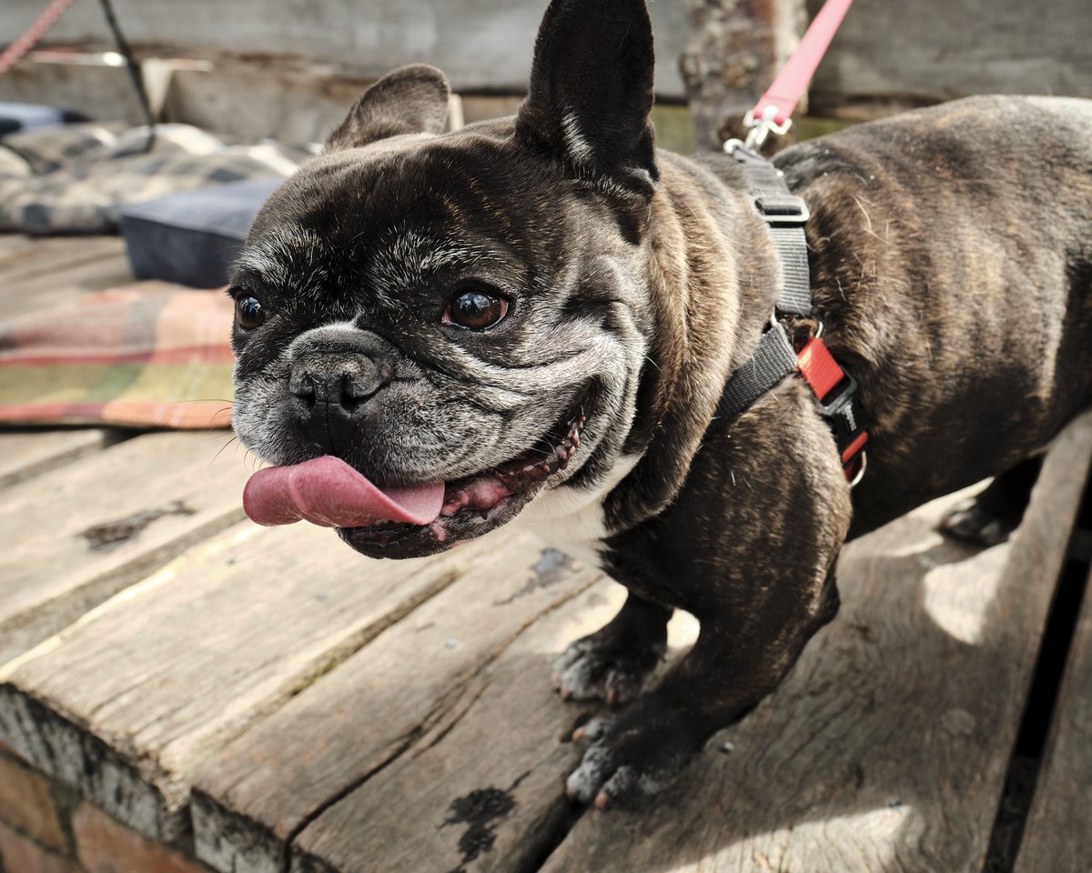 thamillphotos's tweet photo. Happy New Year! #2021 #NewYear #goodtimes #photography #pug #funnydog #startsmiling #bettertimes2021 #pug #pugly #dog #smile https://t.co/hG6JehLYov