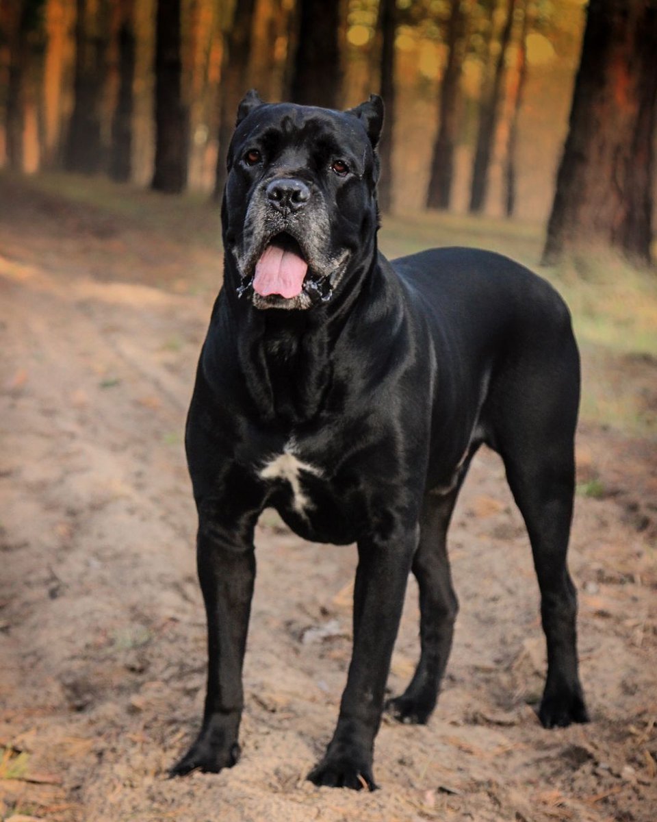 Derreks2's tweet photo. На прогулке #CaneCorso #Derrek 31.12.2020 год https://t.co/fi91VTqute