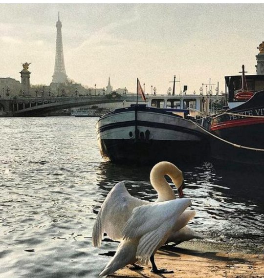 justjojo_ID's tweet photo. Paris version of the swan at seine river. Strolling around the city of Paris from Eiffel to Champs-elysee is a good idea to get know more about this city of love #belikelocal #wheninParis #tilwetravelagain #travelphotography
#Travelers #Paris2019
Hello Paris, lagi lockdown ya... https://t.co/tLRvna02wD