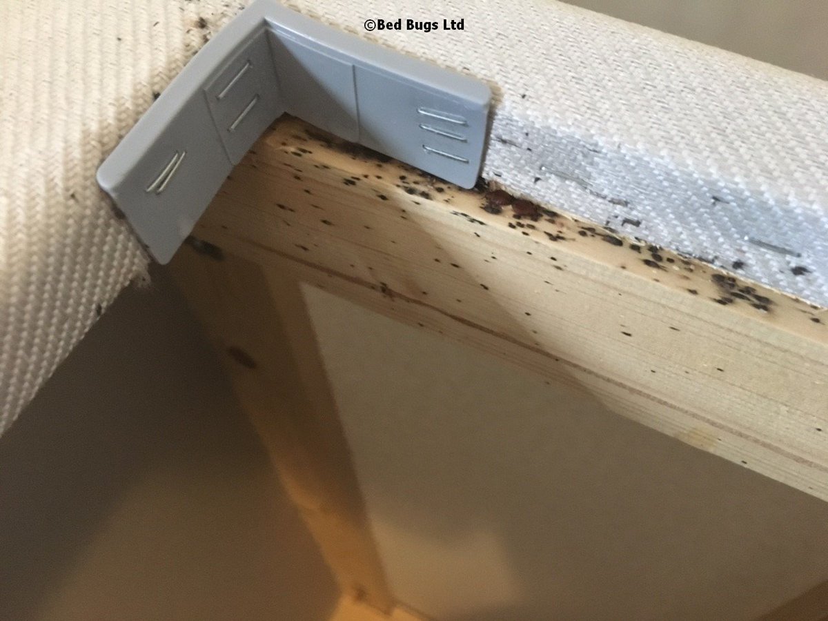 Typical Signs of a Bed Bug Problem This is when the problem has not been detected for several months bed-bugs.co.uk/gallery/