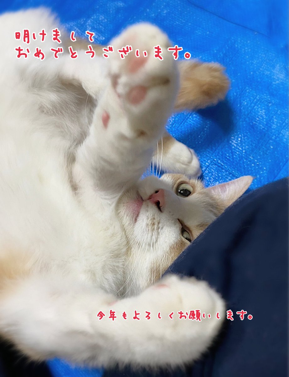 明けましておめでとうございます。
今年もよろしくお願いします。

写真は雪兎です。