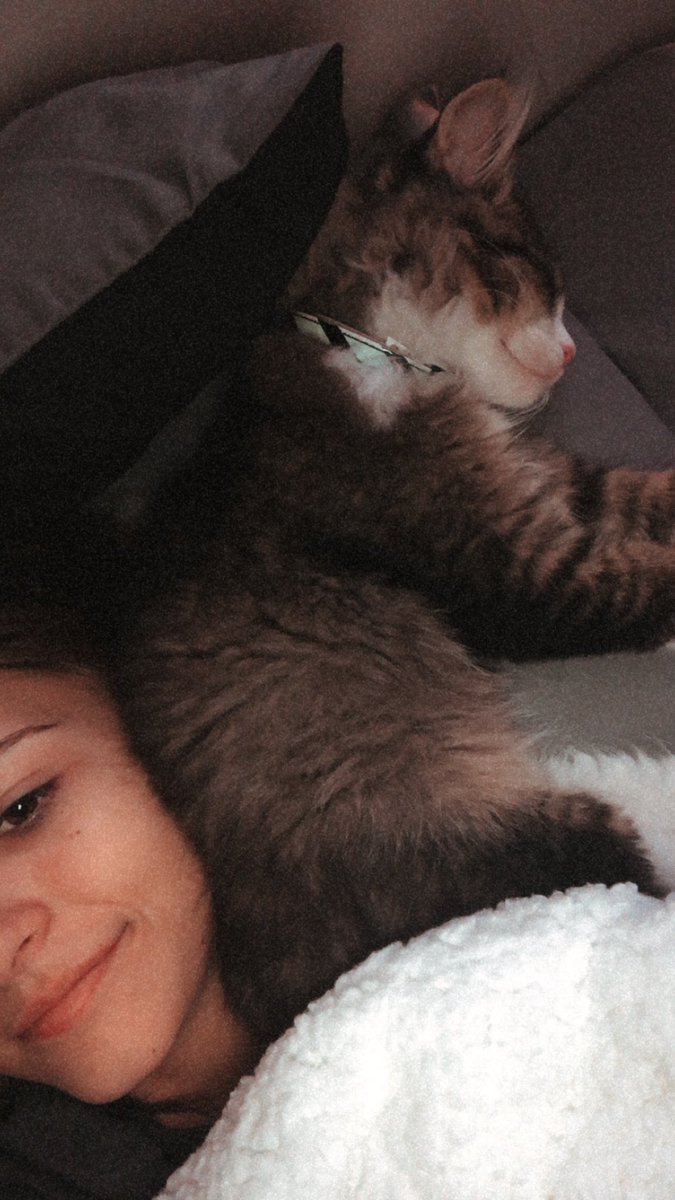 thomaa10's tweet photo. @justcaem @axuraaa I never was much of a cat person until I got my sweet fur baby Hubie🥺❤️ https://t.co/7bDxijjUfy