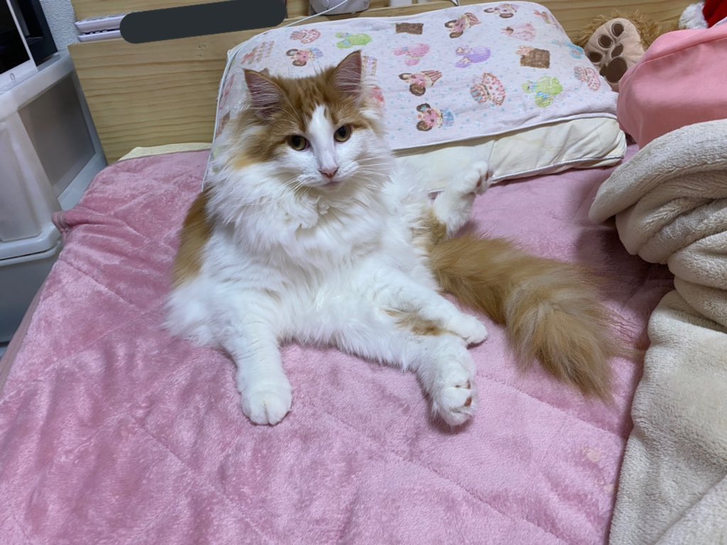 のるちゃん ノルウェージャンフォレストキャット V Twitter スコ座りかな 可愛い ノルウェージャンフォレストキャット 猫