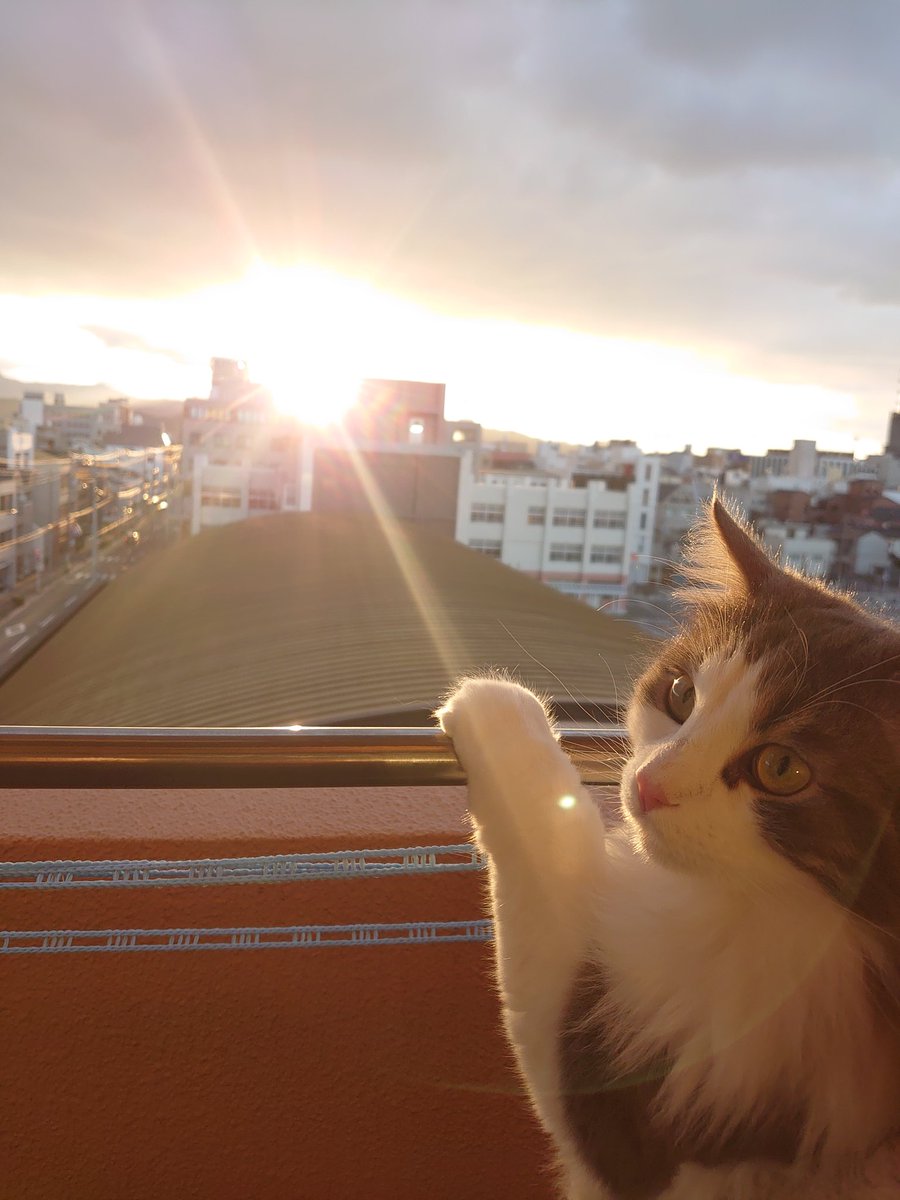 oisan_to_neko's tweet image. First sunset ☀️
初夕日？
今年最初のベランダへ🎵

#猫好きさんと繋がりたい 
#Firstsunset